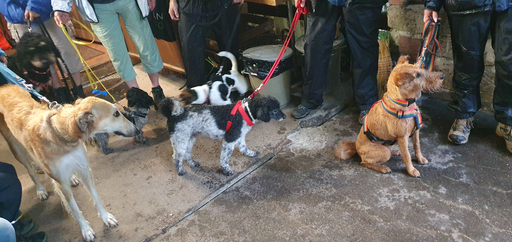 Hunde kennenlernen, Ängste abbauen