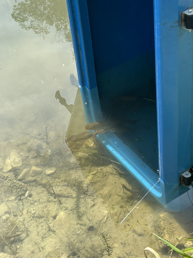 Fischen im Weiher